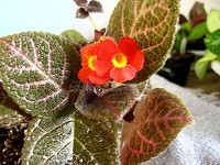 Episcia 'Country Brillant' Episcia 'Country Brillant'